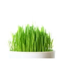 herbe-ble-et-orge-bio